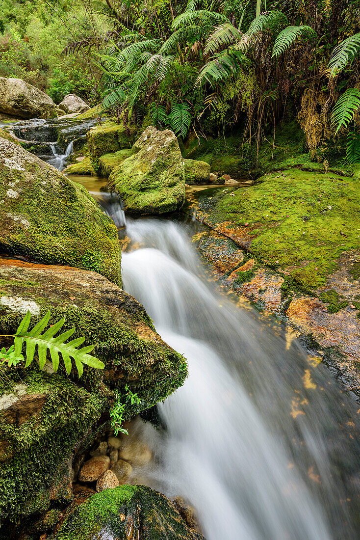 Stream at Abel Tasman Coastal Track, Abel Tasman Coastal Track, Great Walks, Abel Tasman National Park, Tasman, South island, New Zealand