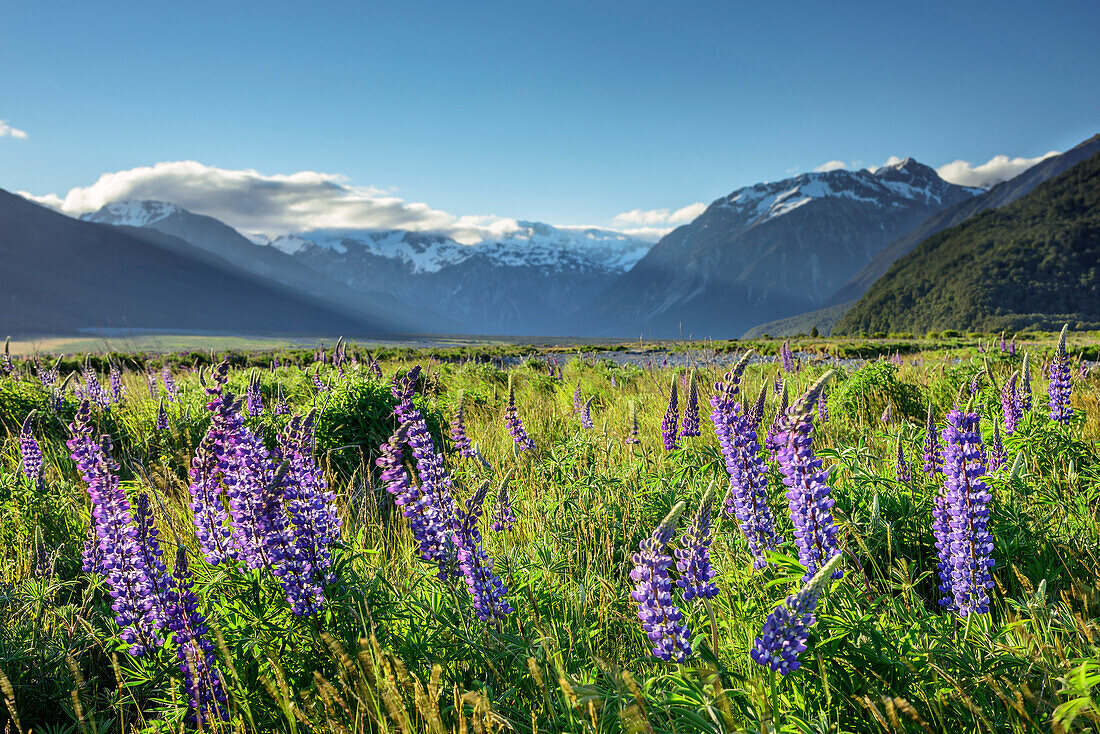 Blue lupines, Arthur's Pass, Arthur's Pass National Park, Canterbury, South island, New Zealand