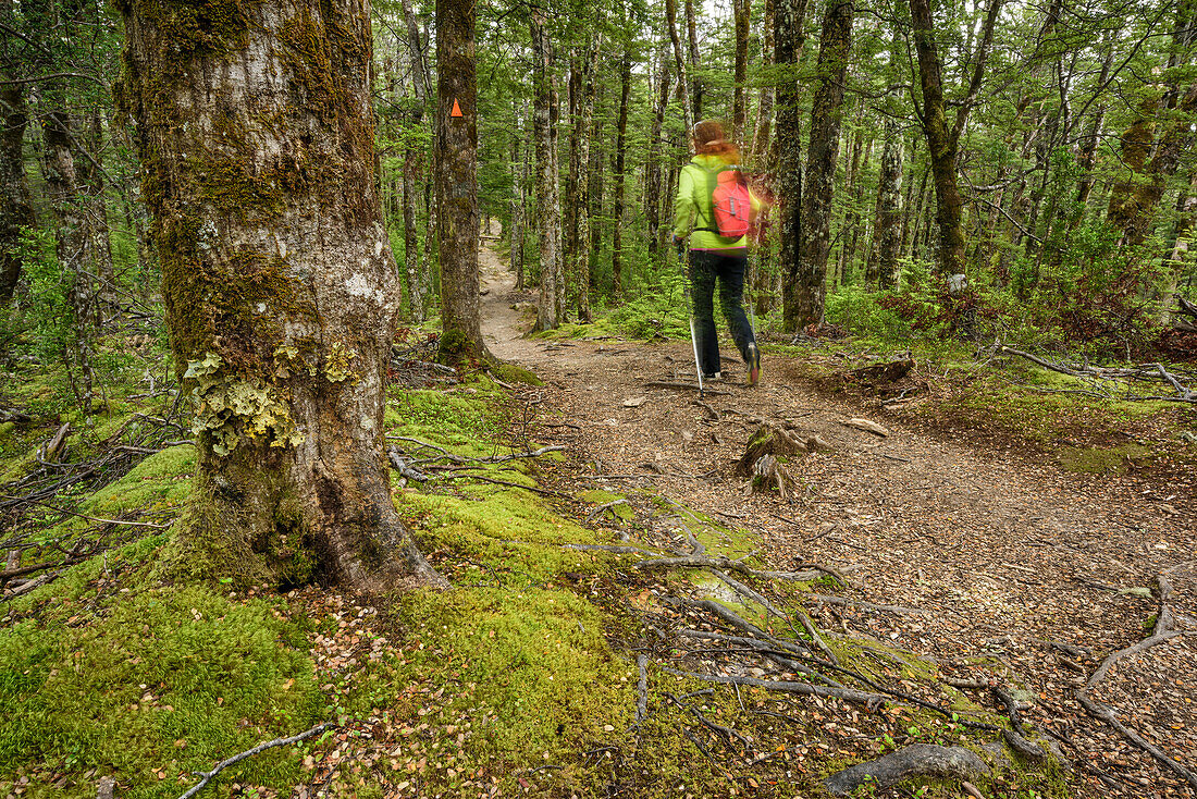 Frau wandert durch Buchenwald, Bealey Spur Track, Craigieburn Forst Park, Arthur's Pass, Canterbury, Südinsel, Neuseeland