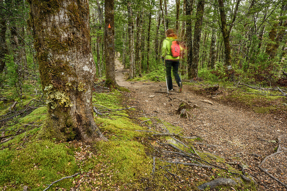 Woman hiking through beech forest, Bealey Spur Track, Craigieburn Forst Park, Arthur's Pass, Canterbury, South island, New Zealand