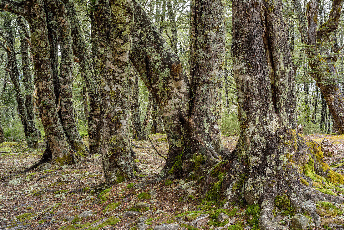 Beech forest, Craigieburn Forst Park, Arthur's Pass, Canterbury, South island, New Zealand