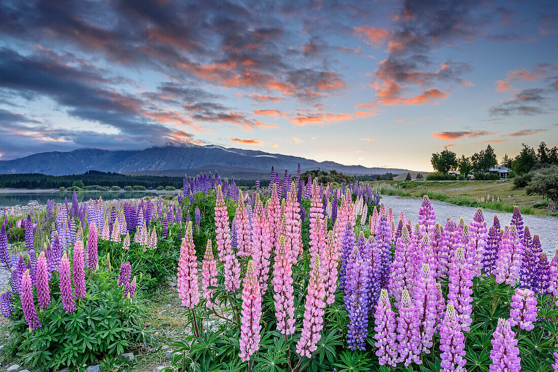 Pink and blue lupines at Lake Tekapo, Lake Tekapo, Canterbury, South island, New Zealand