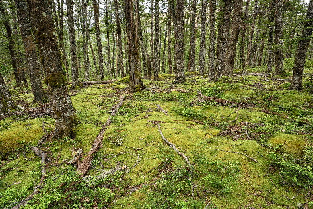 Beech forest, Craigieburn Forst Park, Arthur's Pass, Canterbury, South island, New Zealand