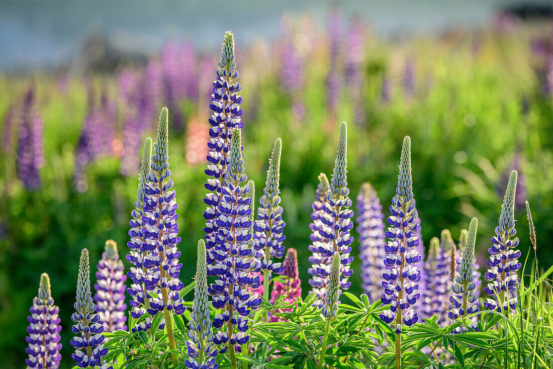 Blaue Lupinen, Lake Tekapo, Canterbury, Südinsel, Neuseeland