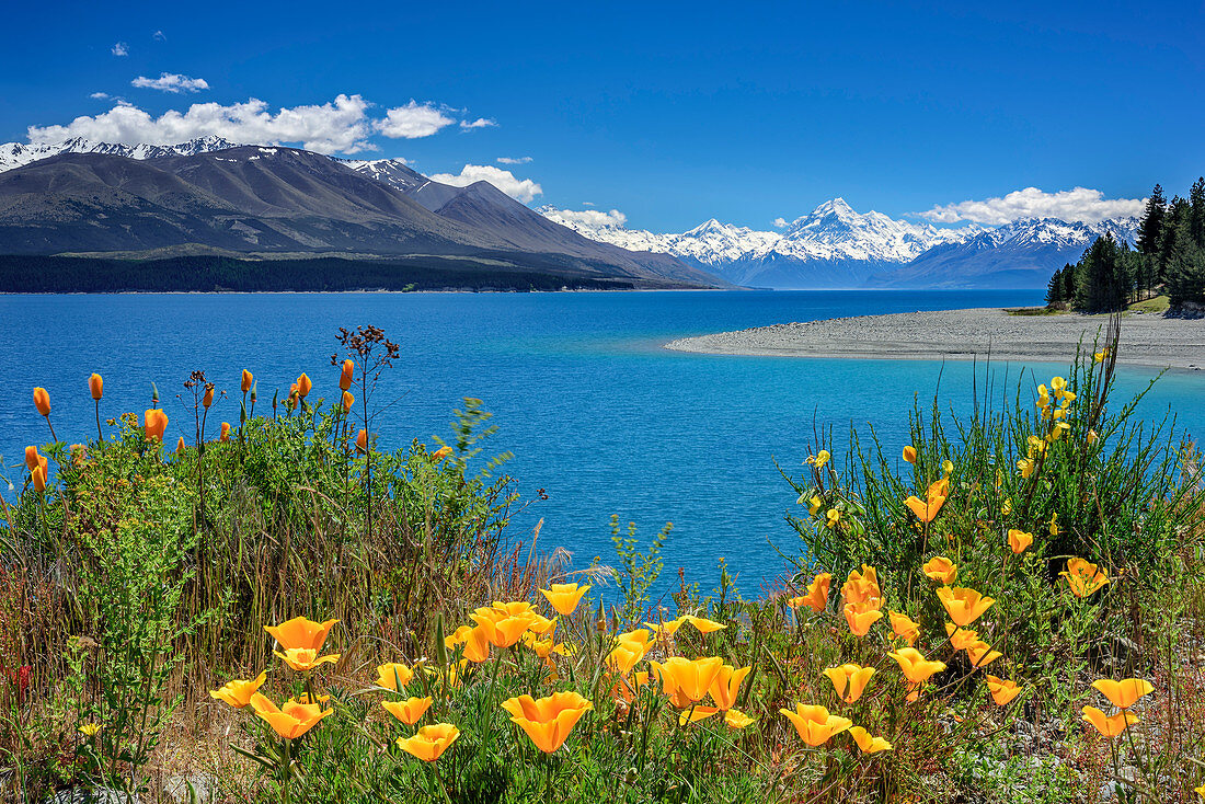 Yellow poppy at Lake Pukaki with Mount Cook in Mount Cook National Park in background, UNESCO Welterbe Te Wahipounamu, Lake Pukaki, Canterbury, South island, New Zealand