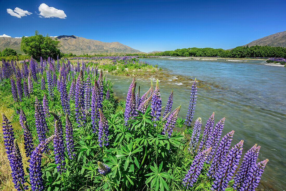 Blue lupines, Ahuriri River, Canterbury, South island, New Zealand