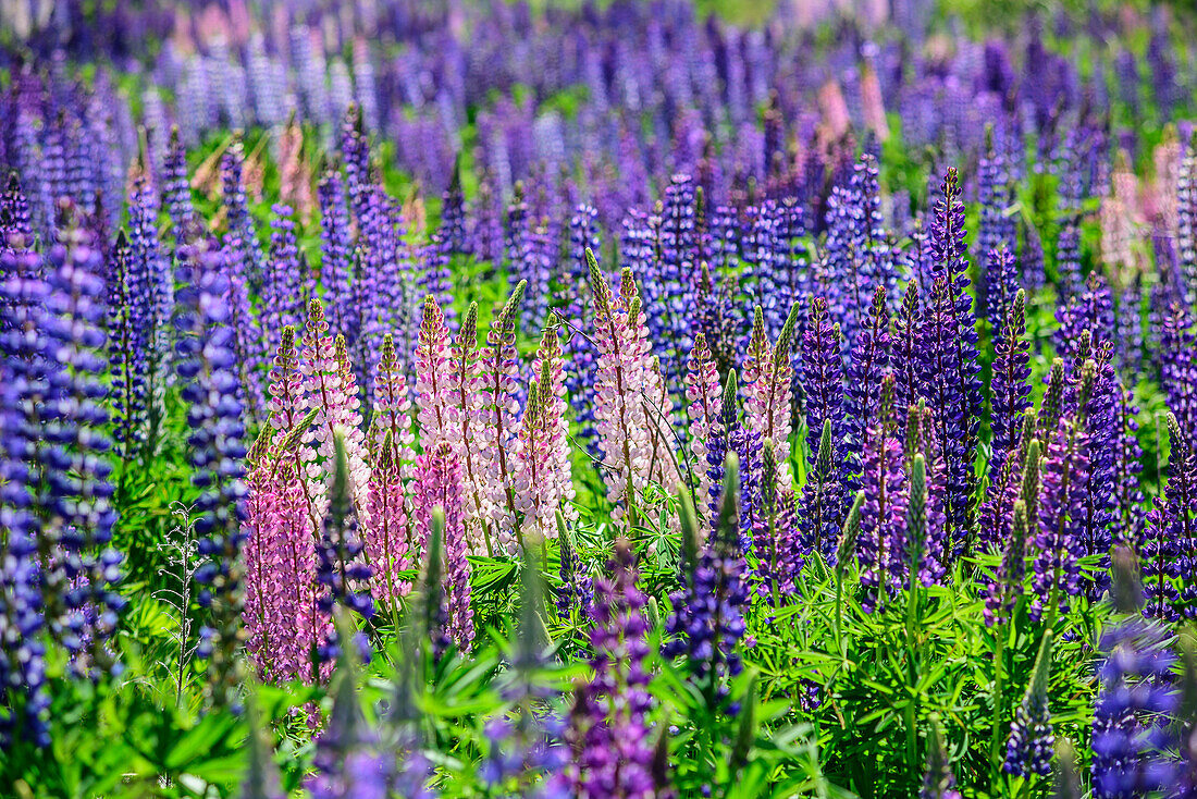 Blaue und rosafarbene Lupinen, Ahuriri River, Canterbury, Südinsel, Neuseeland