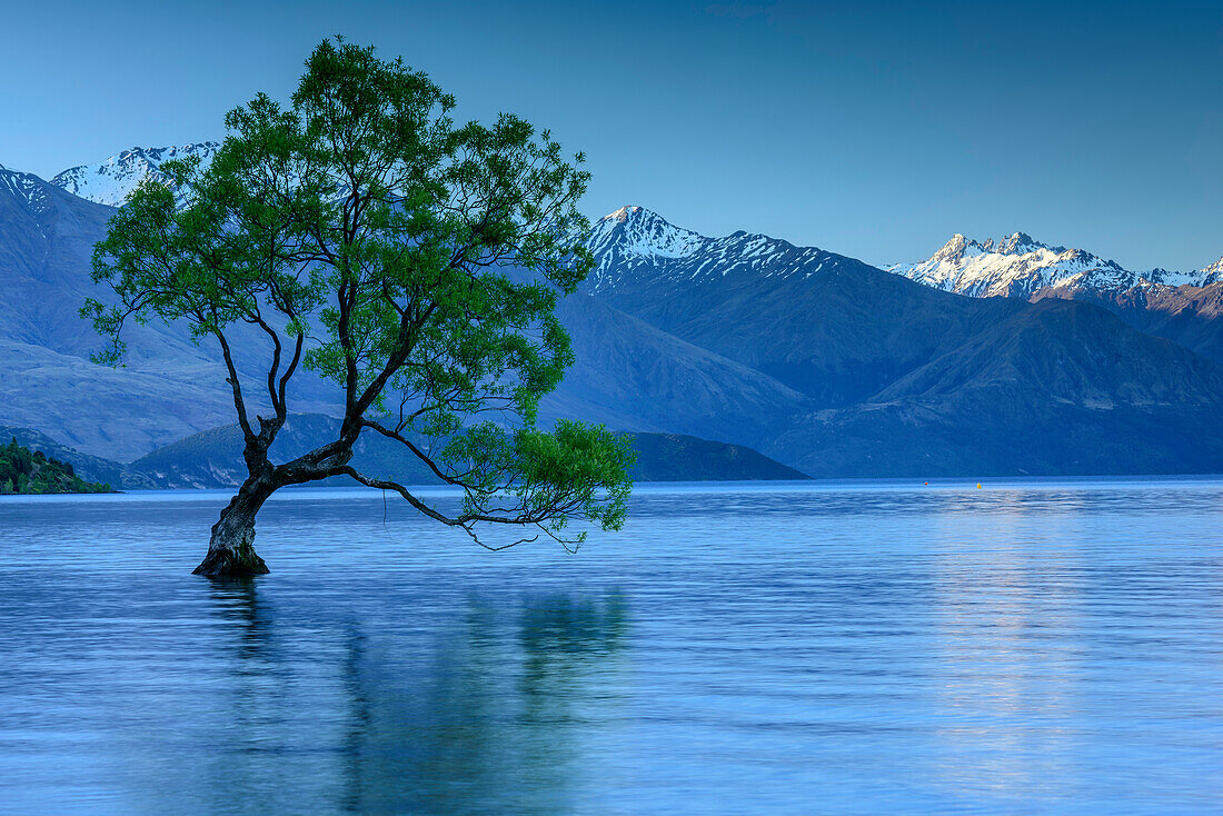 Weide steht im Lake Wanaka, Lake Wanaka, Mount Aspiring Nationalpark, UNESCO Welterbe Te Wahipounamu, Queenstown-Lake District, Otago, Südinsel, Neuseeland