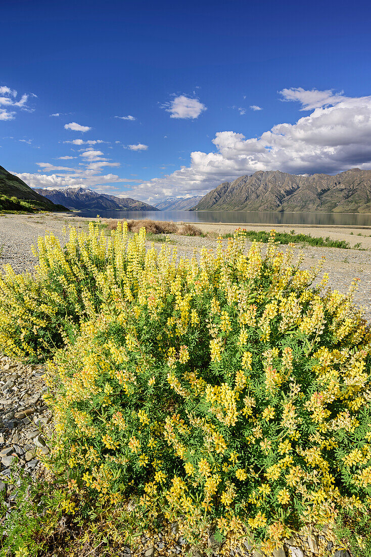 Gelbe Lupinen mit Lake Hawea im Hintergrund, Lake Hawea, Mount Aspiring Nationalpark, UNESCO Welterbe Te Wahipounamu, Queenstown-Lake District, Otago, Südinsel, Neuseeland