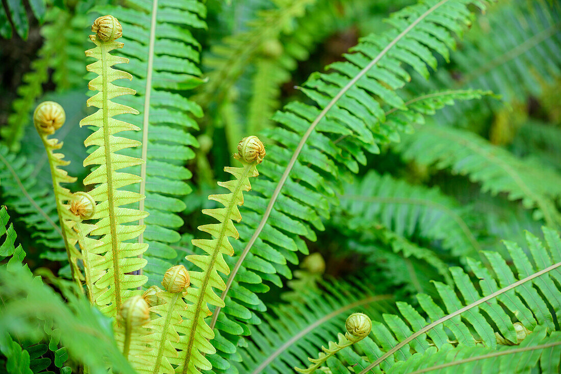 Fern, at Mount Alfred, Fiordland National Park, UNESCO Welterbe Te Wahipounamu, Queenstown-Lake District, Otago, South island, New Zealand