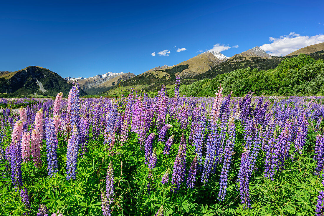 Blaue und rosafarbene Lupinen mit Bergen des Fiordland Nationalparks, Fiordlands Nationalpark, UNESCO Welterbe Te Wahipounamu, Queenstown-Lake District, Otago, Südinsel, Neuseeland