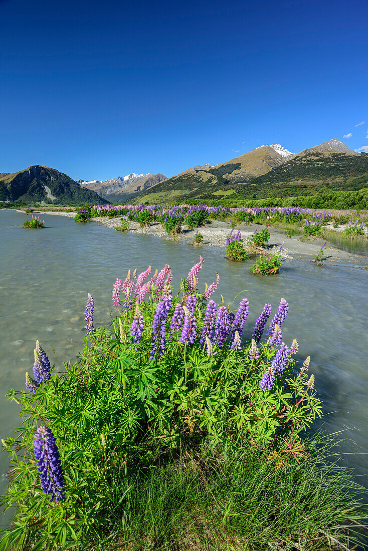 Blue and pink lupines growing on island in a river, mountains of Fiordland National Park in background, Fiordland National Park, UNESCO Welterbe Te Wahipounamu, Queenstown-Lake District, Otago, South island, New Zealand