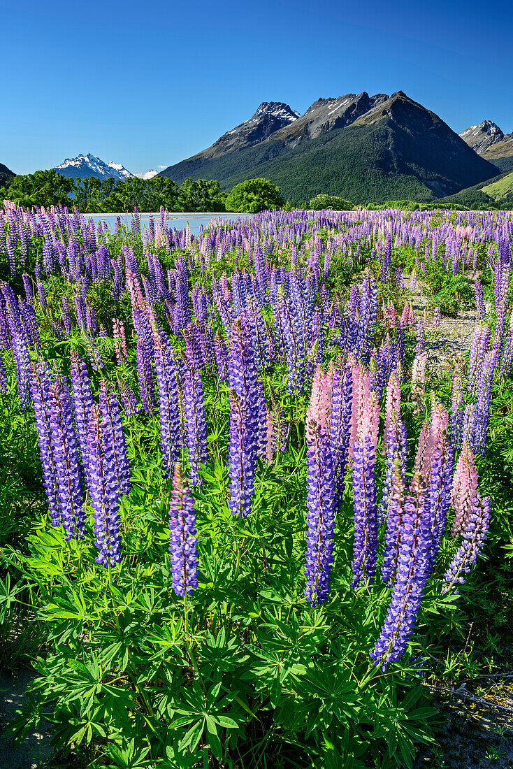 Blaue und rosafarbene Lupinen mit Bergen des Fiordland Nationalparks, Fiordlands Nationalpark, UNESCO Welterbe Te Wahipounamu, Queenstown-Lake District, Otago, Südinsel, Neuseeland
