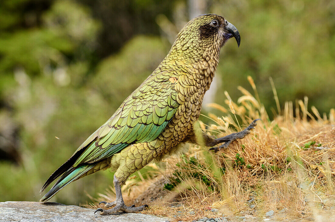 Kea macht großen Schritt, Nestor notabilis, Bergpapagei, Südinsel, Neuseeland