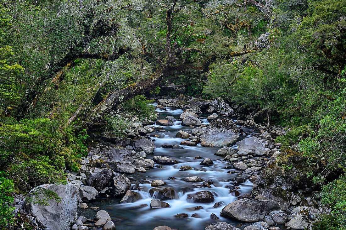Fluss Hollyford River, Fiordlands Nationalpark, UNESCO Welterbe Te Wahipounamu, Southland, Südinsel, Neuseeland