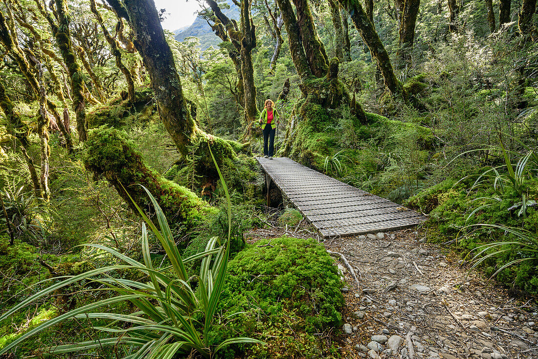 Frau wandert durch Buchenwald, Routeburn Track, Great Walks, Fiordlands Nationalpark, UNESCO Welterbe Te Wahipounamu, Queenstown-Lake District, Otago, Südinsel, Neuseeland