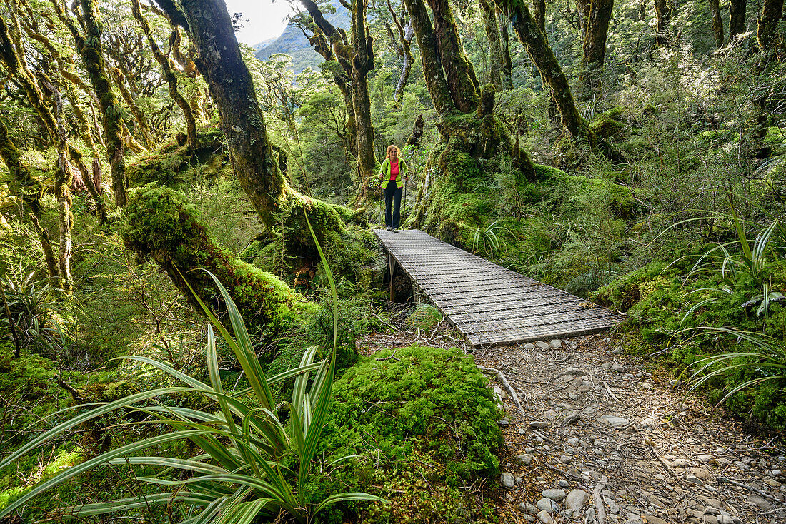 Woman hiking through beech forest, Routeburn Track, Great Walks, Fiordland National Park, UNESCO Welterbe Te Wahipounamu, Queenstown-Lake District, Otago, South island, New Zealand