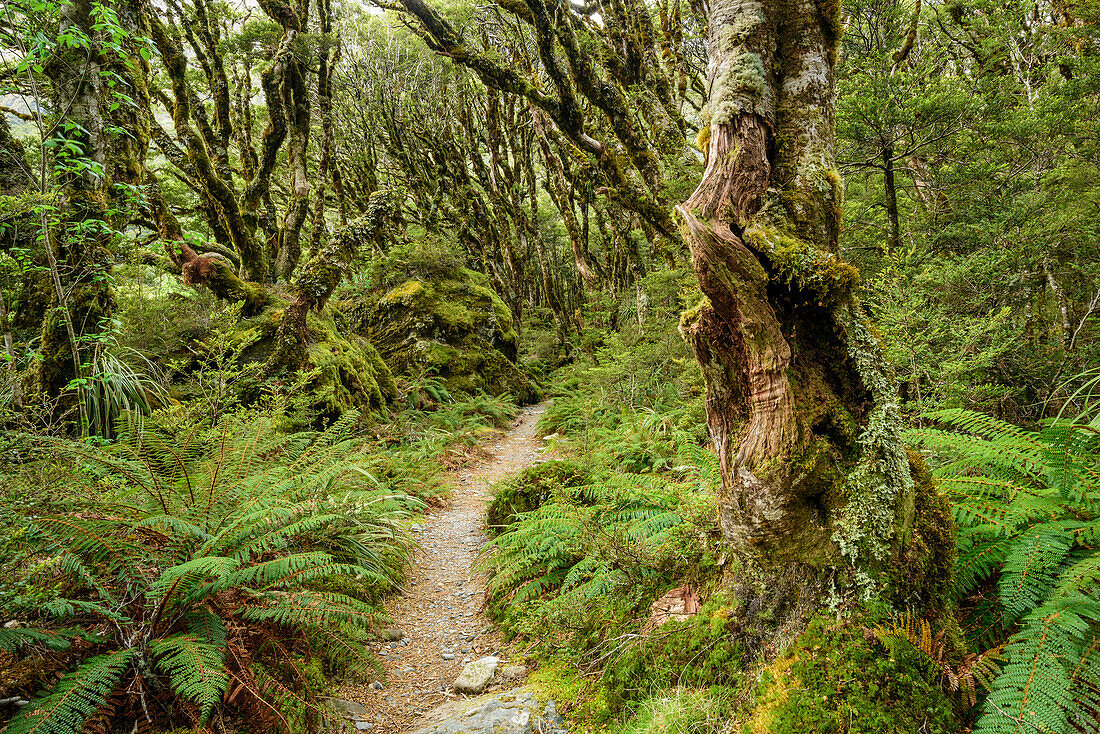 Weg führt durch Buchenwald, Routeburn Track, Great Walks, Fiordlands Nationalpark, UNESCO Welterbe Te Wahipounamu, Queenstown-Lake District, Otago, Südinsel, Neuseeland