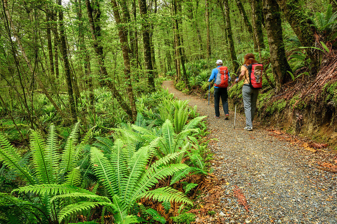 Mann und Frau wandern auf Weg durch Buchenwald mit Farnen, Kepler Track, Great Walks, Fiordlands Nationalpark, UNESCO Welterbe Te Wahipounamu, Southland, Südinsel, Neuseeland