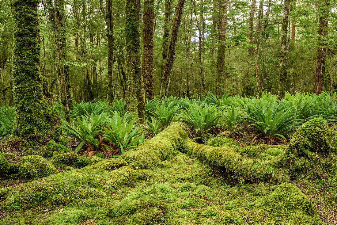 Beech forest with moss and ferns, Fiordland National Park, UNESCO Welterbe Te Wahipounamu, Southland, South island, New Zealand