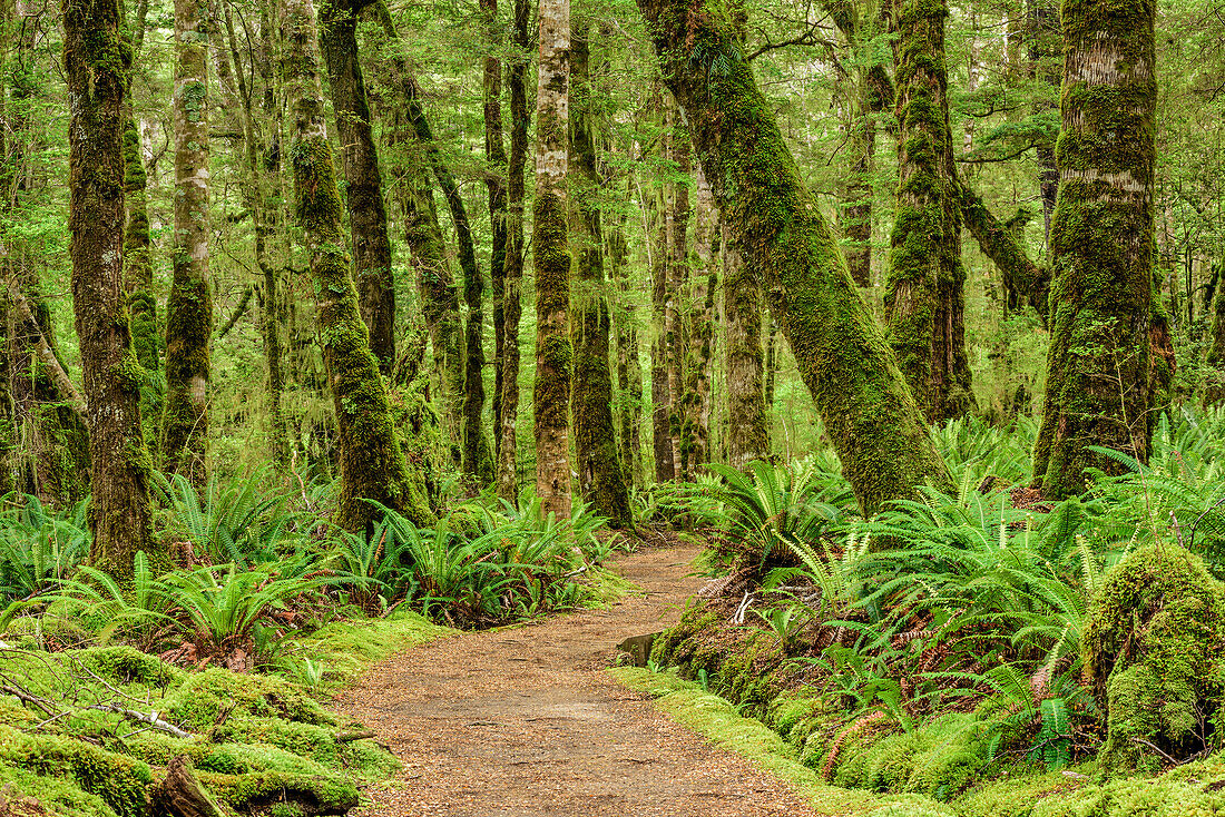 Track leading through beech forest with ferns, Kepler Track, Great Walks, Fiordland National Park, UNESCO Welterbe Te Wahipounamu, Southland, South island, New Zealand