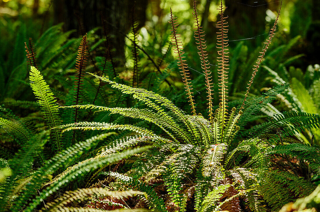 Ferns, Fiordland National Park, UNESCO Welterbe Te Wahipounamu, Southland, South island, New Zealand