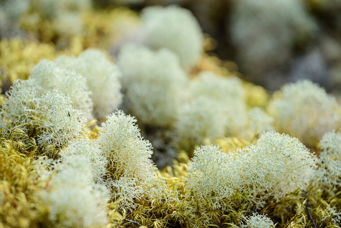 Carrageen, Fiordland National Park, UNESCO Welterbe Te Wahipounamu, Southland, South island, New Zealand