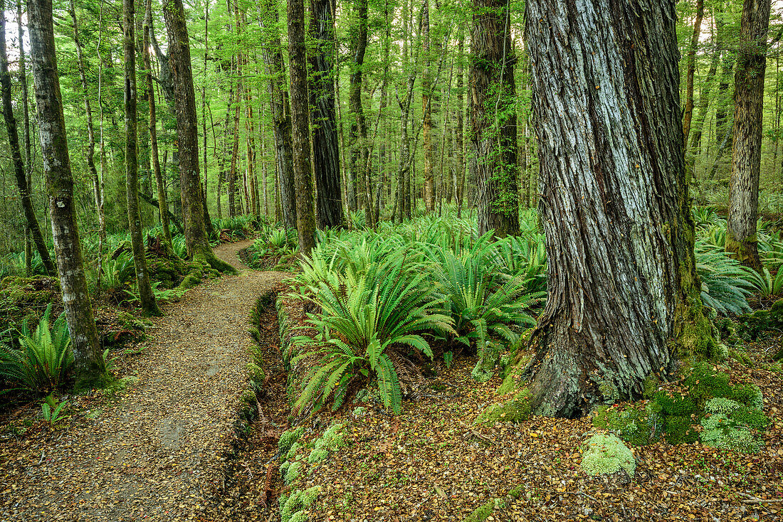 Track leading through beech forest with ferns, Kepler Track, Great Walks, Fiordland National Park, UNESCO Welterbe Te Wahipounamu, Southland, South island, New Zealand