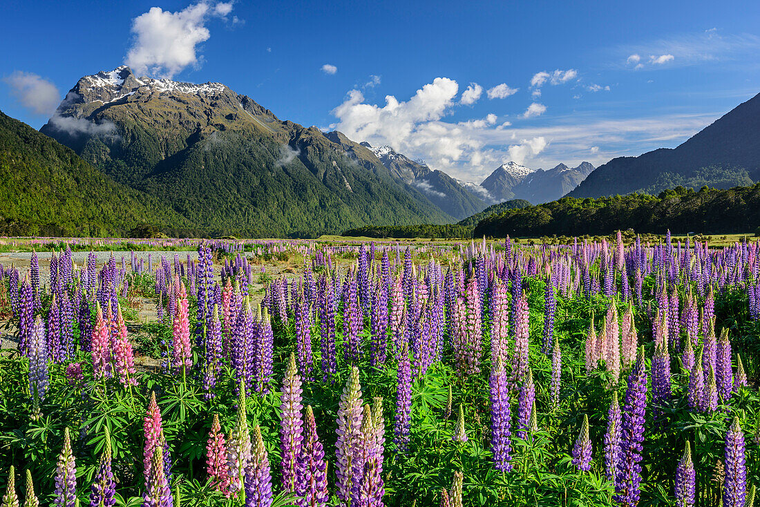 Blue and pink lupines with mountains of Fiordland National Park, Fiordland National Park, UNESCO Welterbe Te Wahipounamu, South Land, South island, New Zealand