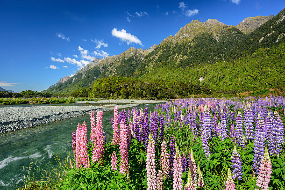 Blaue und rosafarbene Lupinen mit Bergen des Fiordland Nationalparks im Hintergrund, Fiordlands Nationalpark, UNESCO Welterbe Te Wahipounamu, Southland, Südinsel, Neuseeland