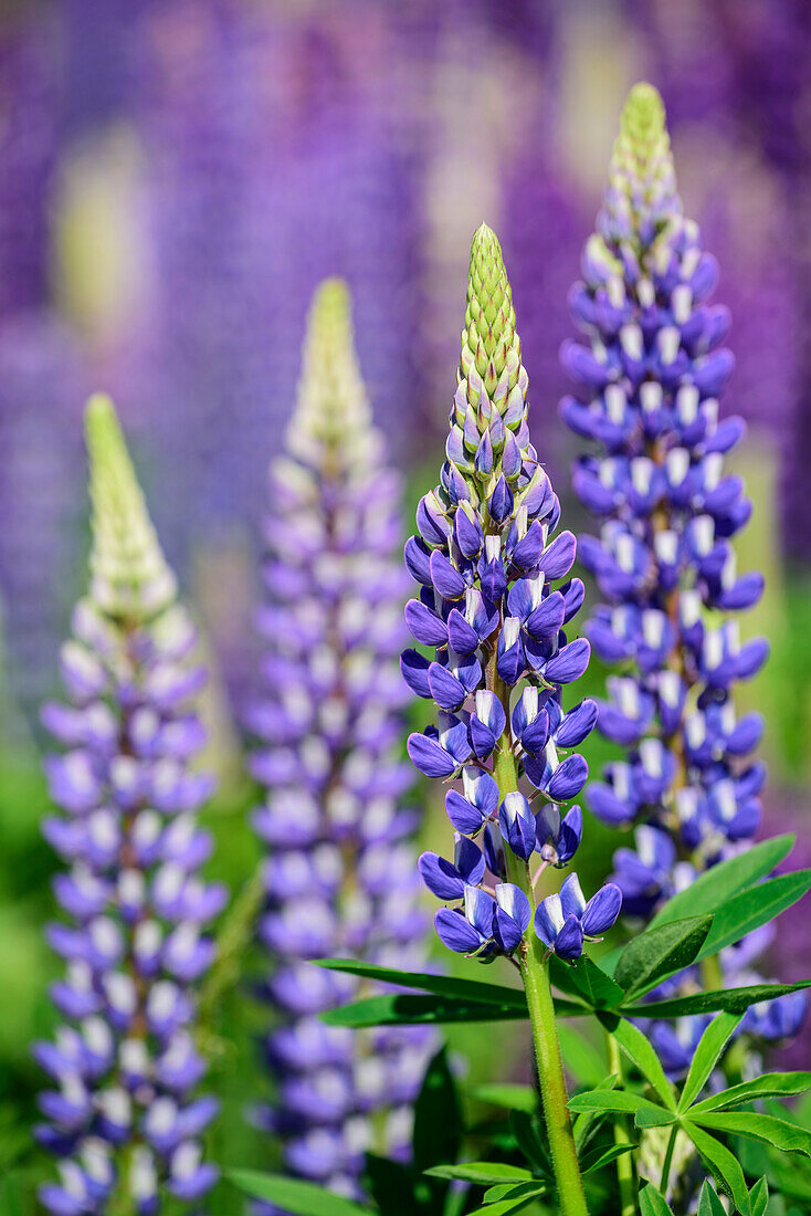 Blaue Lupinen, Fiordlands Nationalpark, UNESCO Welterbe Te Wahipounamu, Southland, Südinsel, Neuseeland