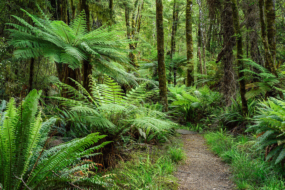 Track leading through forest with fern trees, Hump Ridge, Hump Ridge Track, Fiordlands National Park, UNESCO world heritage Te Wahipounamu, Southland, South island, New Zealand