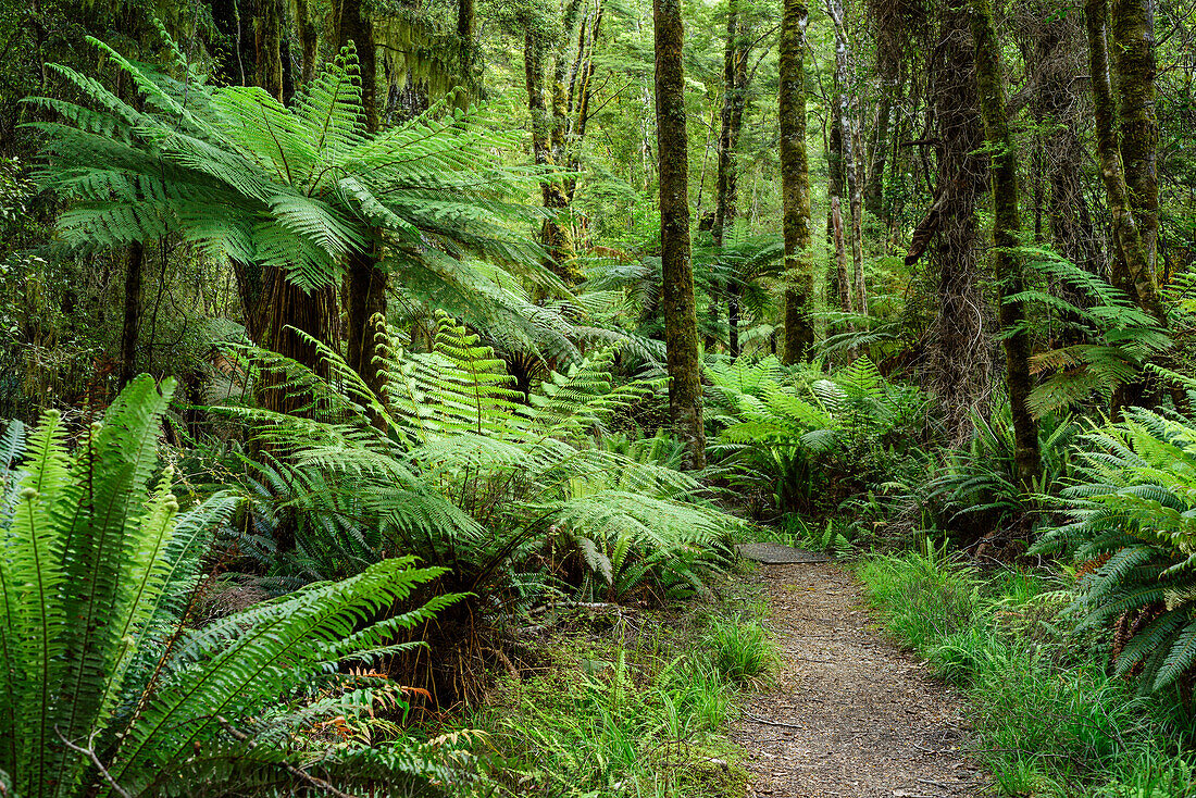 Weg führt durch Wald mit Farnbäumen, Hump Ridge, Hump Ridge Track, Fiordlands Nationalpark, UNESCO Welterbe Te Wahipounamu, Southland, Südinsel, Neuseeland