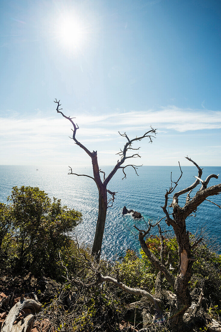 am Cap du Dramont, Massif de l'Esterel, Esterel-Gebirge, Département Var, Région Provence-Alpes-Côte d'Azur, Südfrankreich, Frankreich