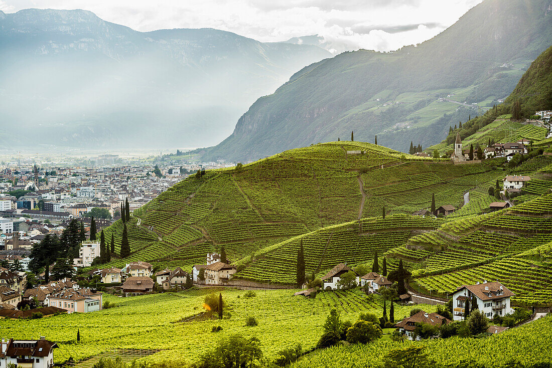 Vineyards and houses, Bolzano, South Tyrol province, Trentino-Alto Adige, Italy