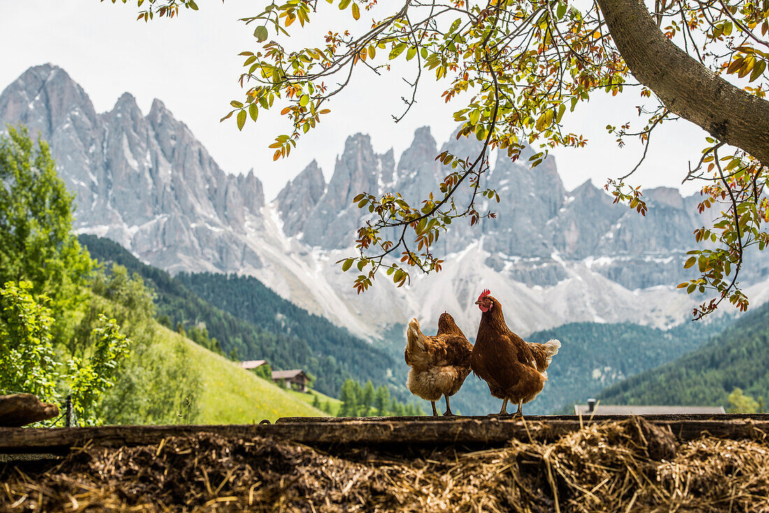 chicken in front of Geislergruppe, Santa Maddalena, Villnößtal, Dolomites, South Tyrol, Italy