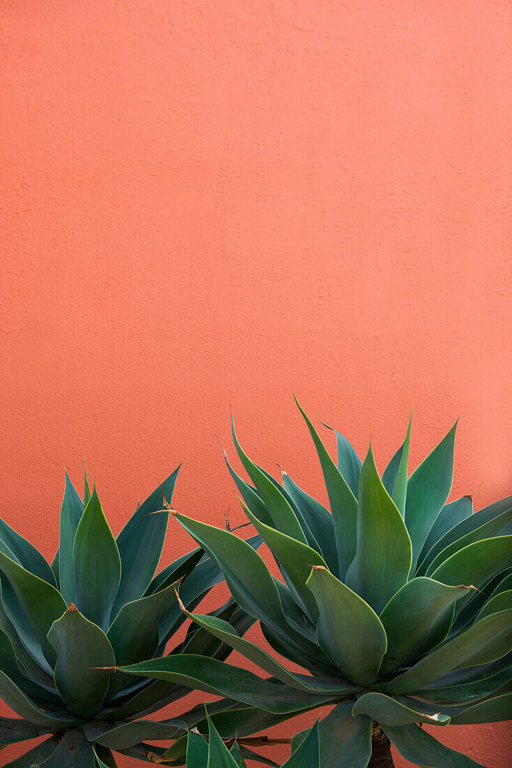 Agave in front of orange wall