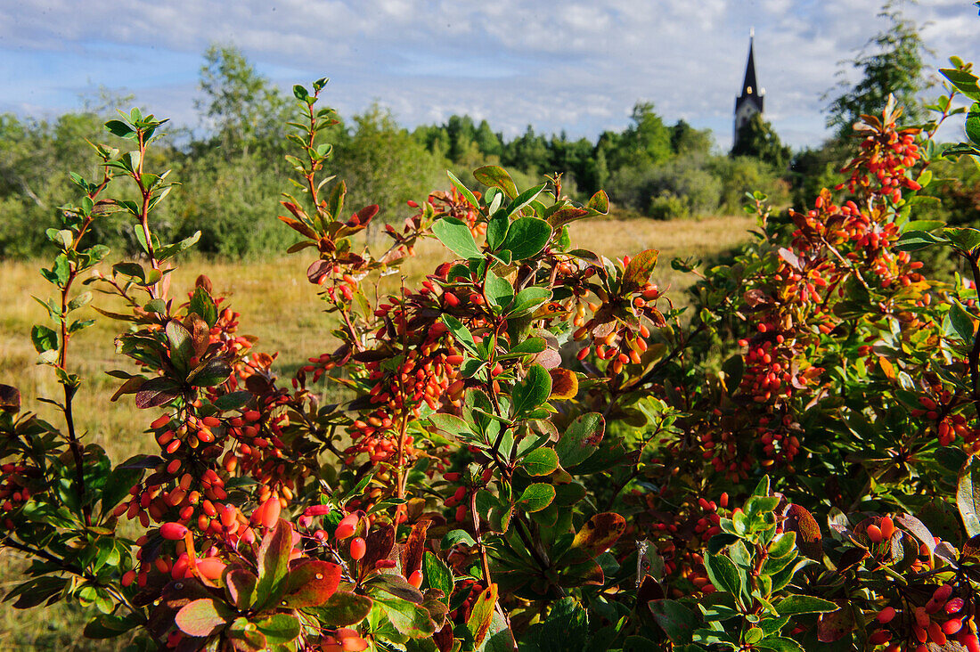 Red berries in National Park Kinnekulle, Lake Vänern, Sweden