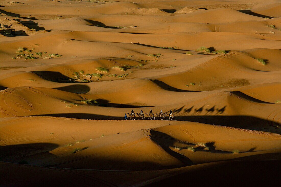 Kleine Kamelkarawane mit Touristen am frühen Morgen im Dünengebiet Erg Chebbi, Schatten von Kamelen auf den Dünen, Tafilalet,  Marokko