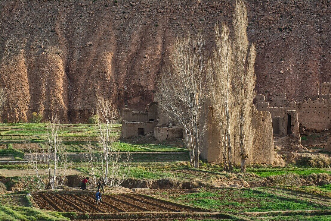 Fields with working peasants and lonesome mud walls and crumbling houses in a harsh surrounding, Upper Todra Gorge, High Atlas, Morocco