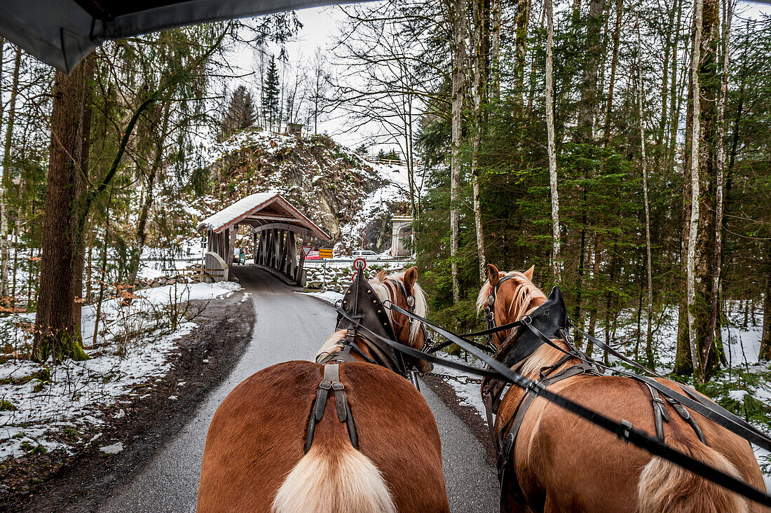 horse and carriage, snowy landscape, Illertal, Hoernerdoerfer, Allgaaeu, Baden-Wuerttemberg, Germany, Europe, winter, Alps