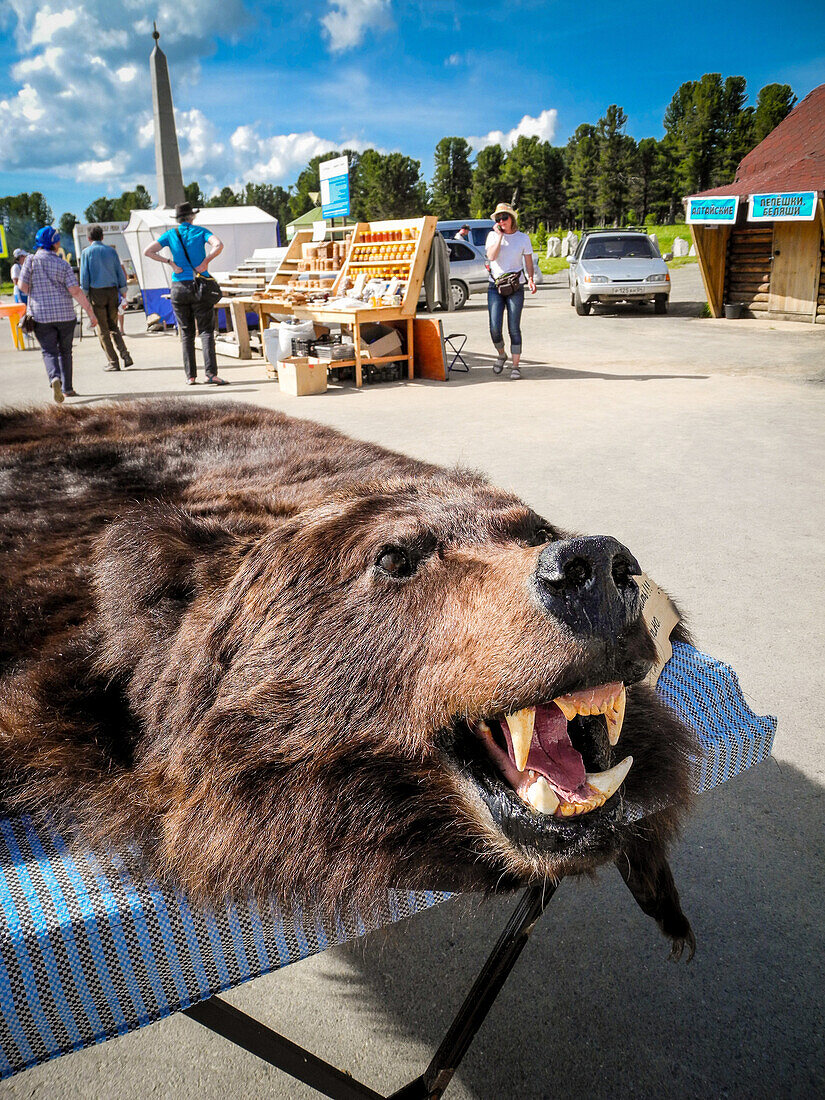 bear skin on a pass road, Tchujski Trakt, Altai, Siberia, Russia