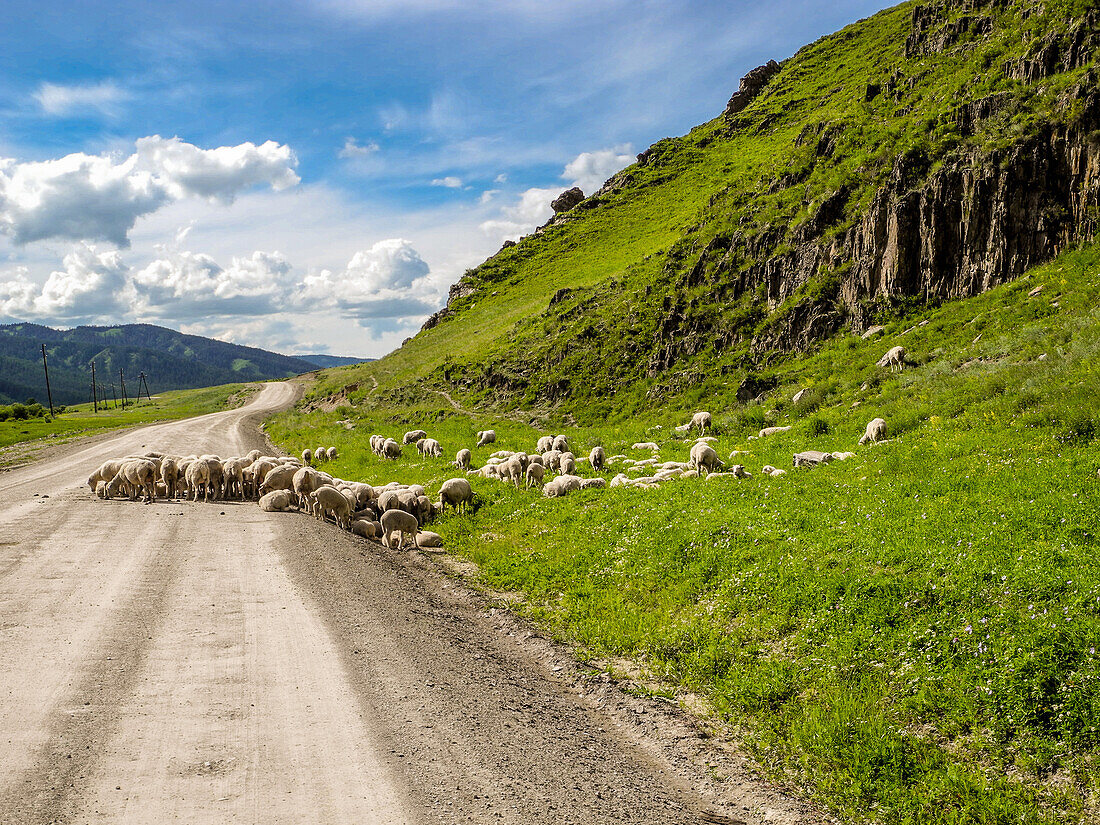 Flock of sheep on the road, Tchujski Trakt, Altai, Siberia, Russia