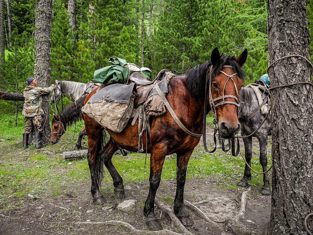 horseride, Kara-Tyurek, Pass, Belucha, Altai, Siberia, Russia
