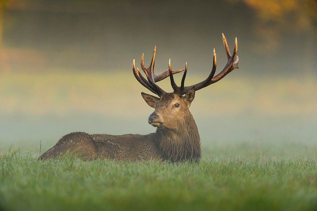 Red deer, Cervus elaphus, Male, in Rutting Season with Morning Mist, Europe.