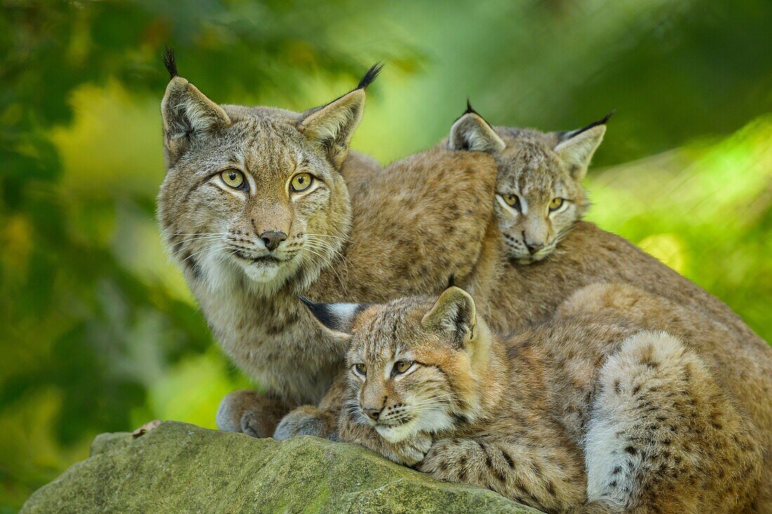 Eurasian Lynx, Lynx lynx, Female with Two Kittens, Germany, Europe.