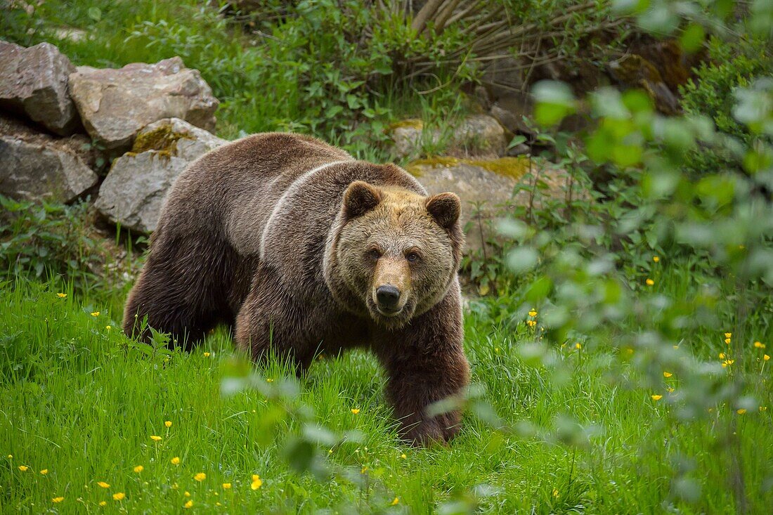 Brown Bear, Ursus arctos.