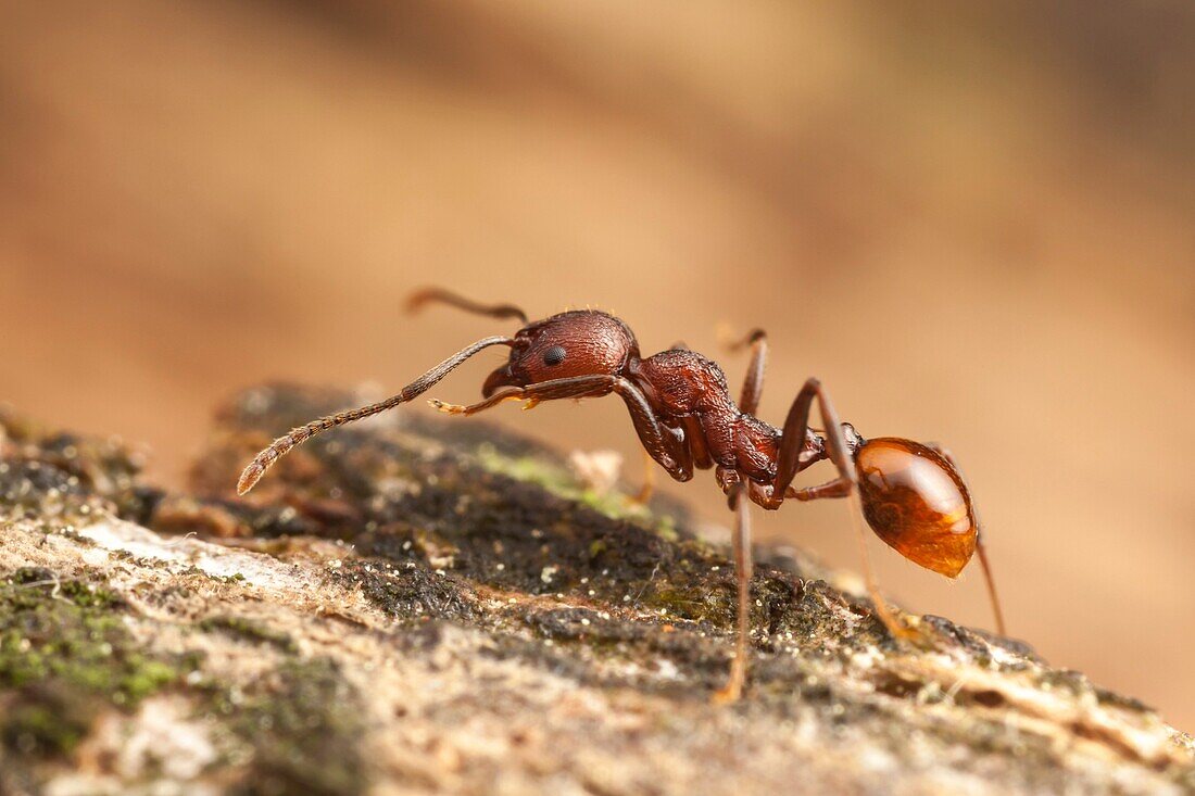 A Spine-waisted Ant (Aphaenogaster tennesseensis) worker forages for food on a fallen dead tree trunk.