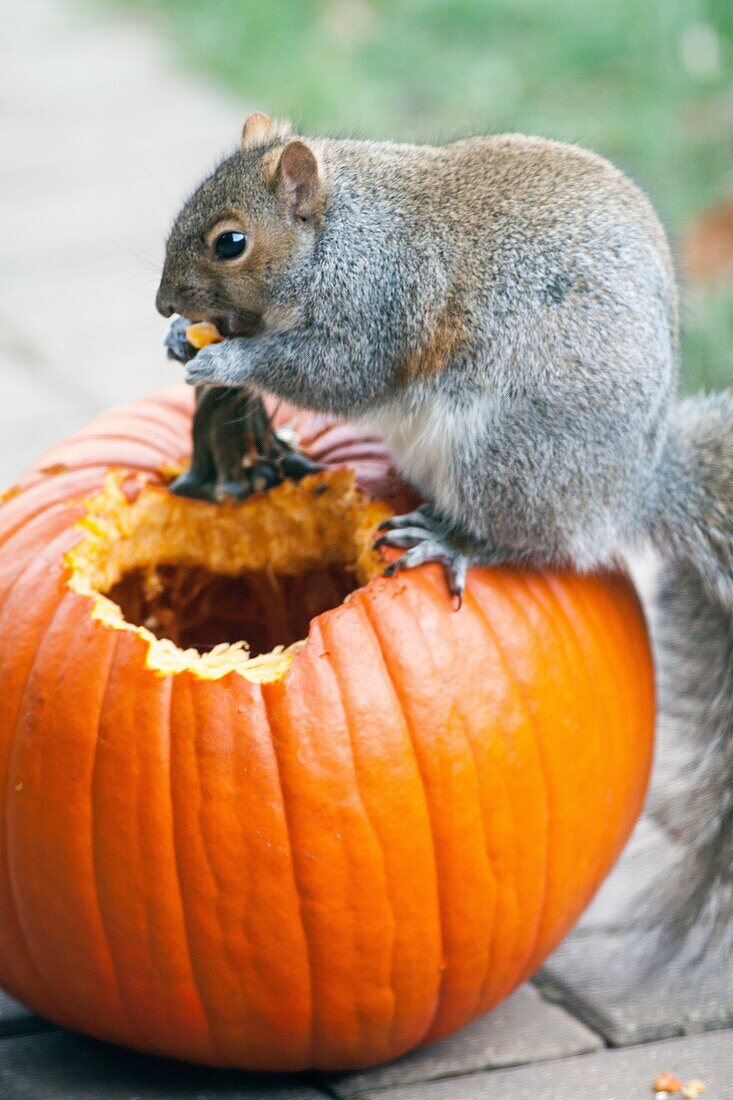 Squirrel eating pumpkin Illinois USA.