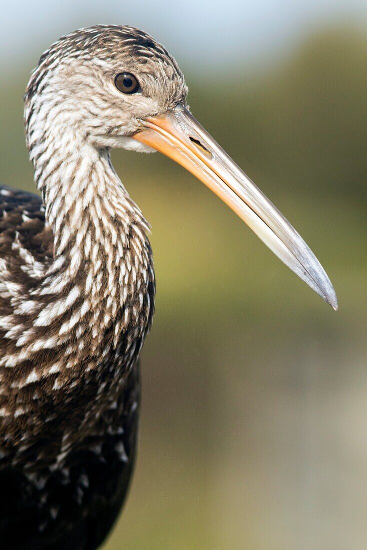 Limpkin - Green Cay Wetlands - Boynton Beach, Florida USA.